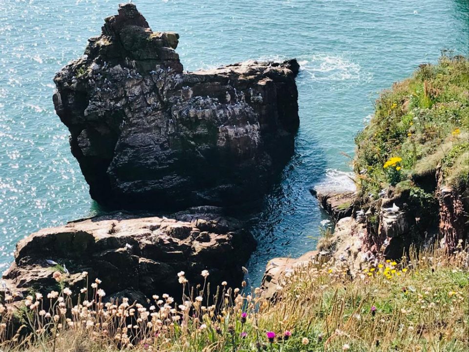 Seabird colonies along Seaton Cliffs