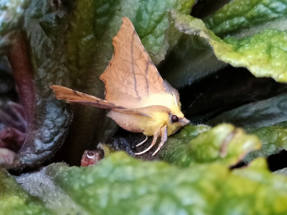 Canary-shouldered Thorn, one of the 52 species of moth caught