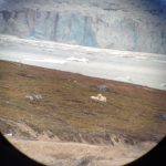 A circular field of view showing a strip of yellow-green grass in front of the edge of a blue-white glacier. A creamy white polar bear is lying on the grass, apparently looking at the camera, with her cubs next to her.