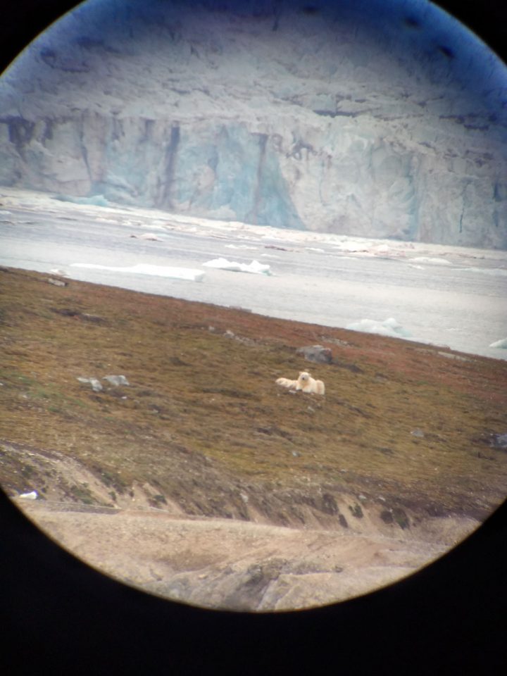 A circular field of view showing a strip of yellow-green grass in front of the edge of a blue-white glacier. A creamy white polar bear is lying on the grass, apparently looking at the camera, with her cubs next to her.