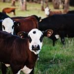 A brown and white calf in a field