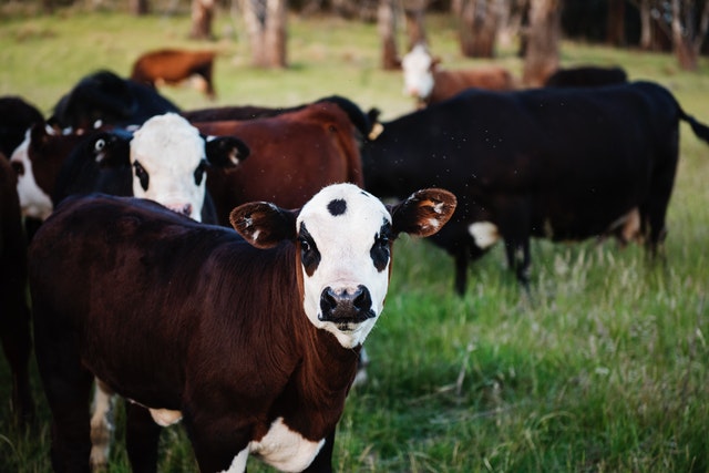 A brown and white calf in a field