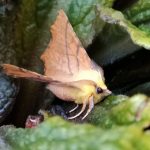 Amoth with yellow wings sits on a green leaf