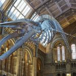 Blue whale in Hintze Hall - Credit: Trustees of NHM