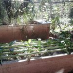 Constructed Wetland in Mexico City