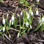 Snowdrops flowering at BGS Keyworth