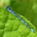 Azure damselfly: a long, thin, bright blue and black insect with transparent wings sitting on a bright green leaf