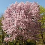 A large tree covered in pink flowers