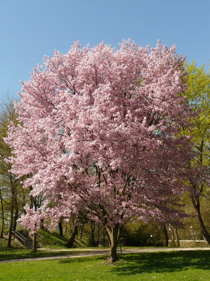 A large tree covered in pink flowers