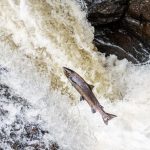 An atlantic salmon attempting to jump up a waterfall in the Scottish Highlands, on a journey to spawning grounds.