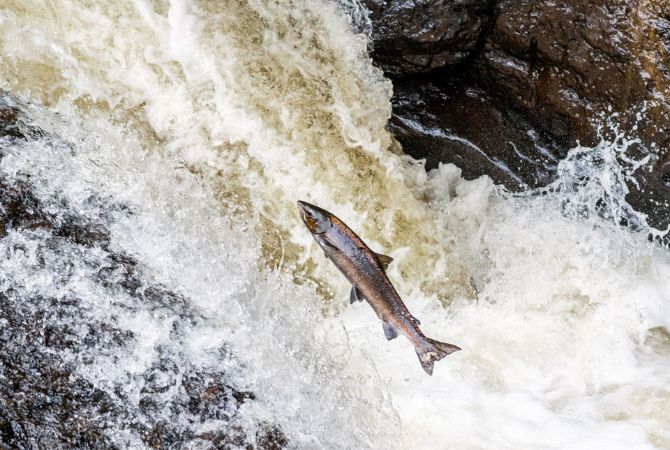 An atlantic salmon attempting to jump up a waterfall in the Scottish Highlands, on a journey to spawning grounds.
