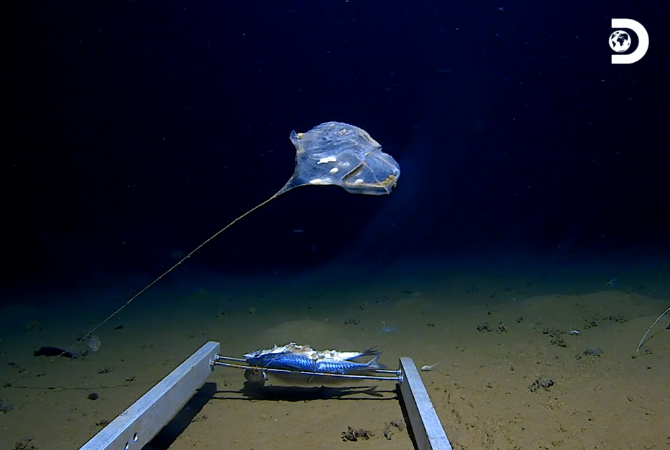 Snailfish: how we found a new species in one of the ocean's deepest places