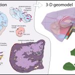 compilation of maps and geophysical observations was used to construct a 3-D model for alkaline-silicate systems at the district scale