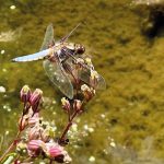 broad backed chaser dragonfly at BGS Keywort