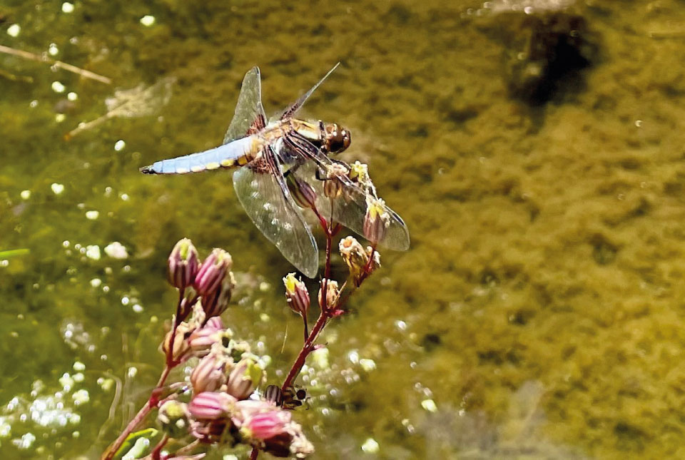 broad backed chaser dragonfly at BGS Keywort