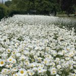 Ox-eye daisies at BGS Keyworth