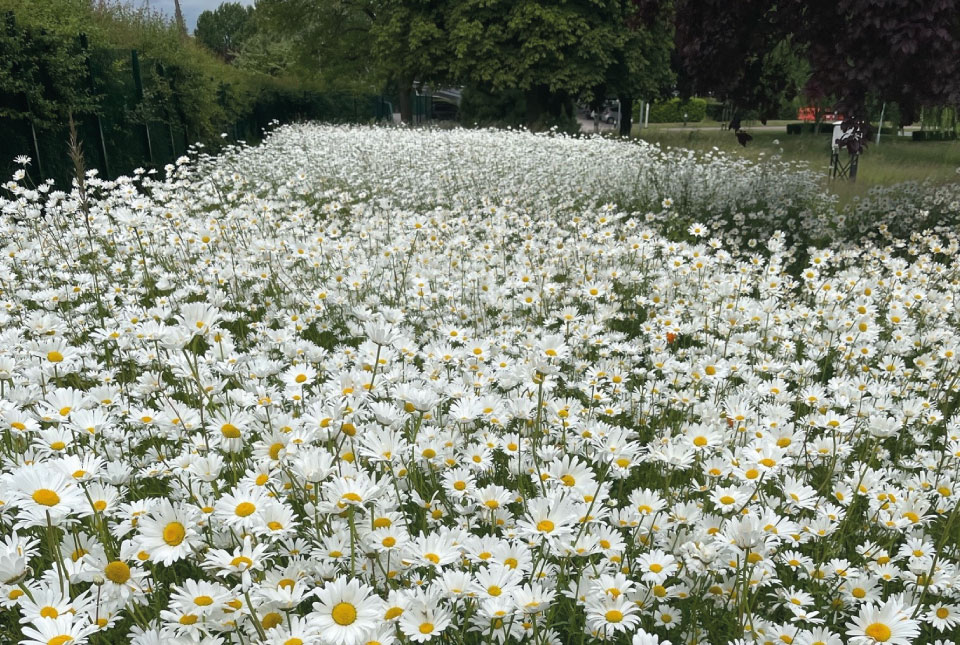 Ox-eye daisies at BGS Keyworth