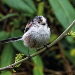 long-tailed tit in BGS Keyworth