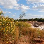 A quarry in white rock lies amongst grasses and yellow flowers.