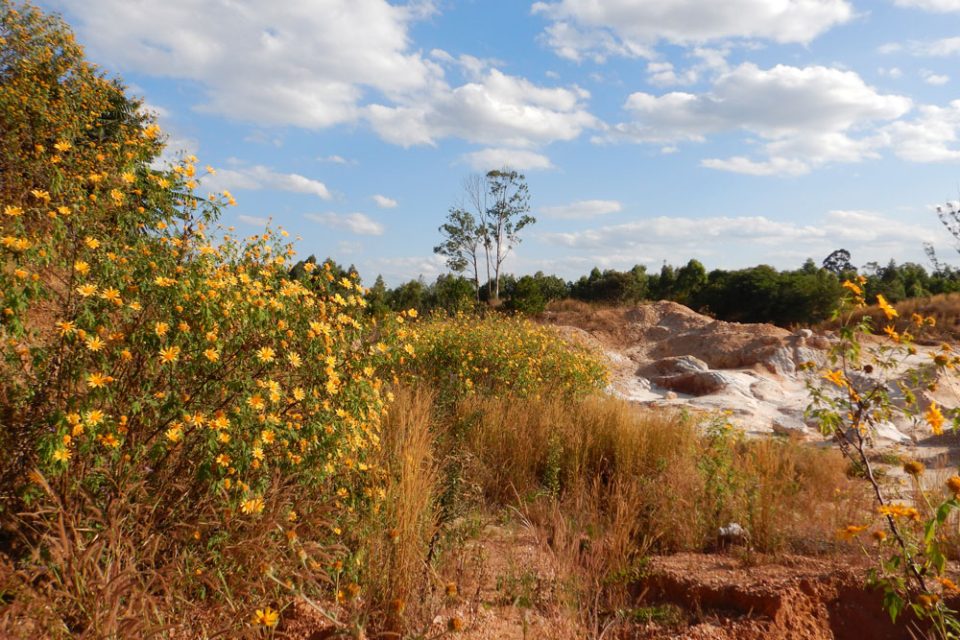 A quarry in white rock lies amongst grasses and yellow flowers.