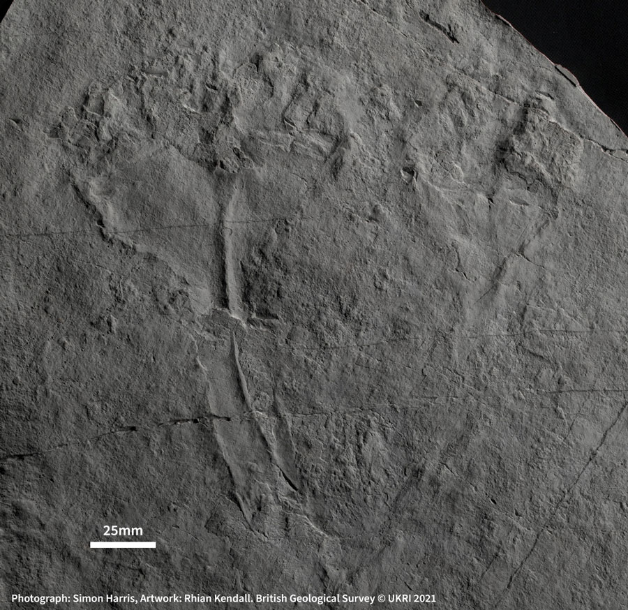 Auroralumina attenboroughii fossil.