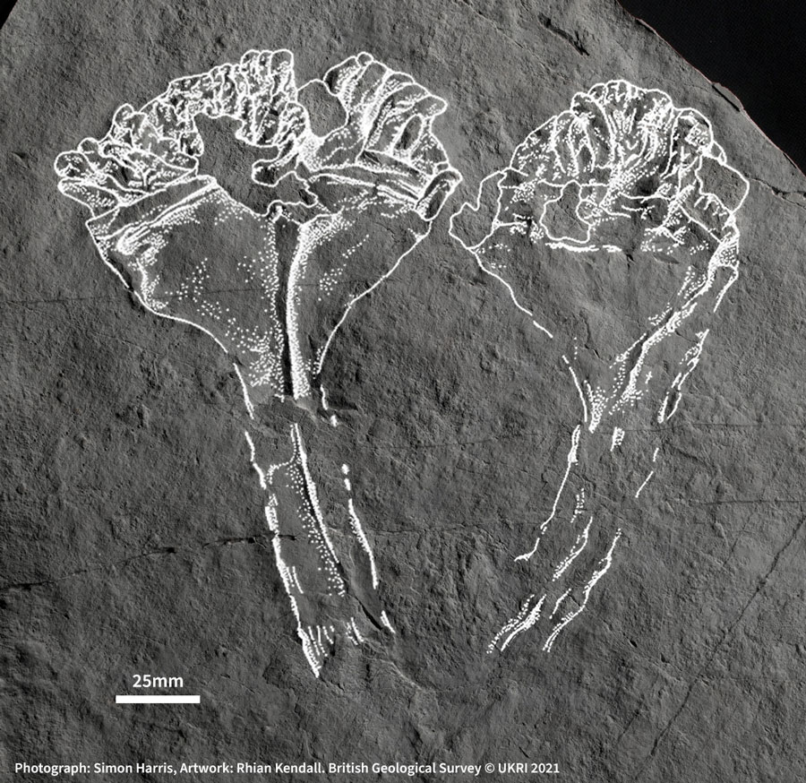 Artists impression of Auroralumina attenboroughii. Source: BGS © UKRI