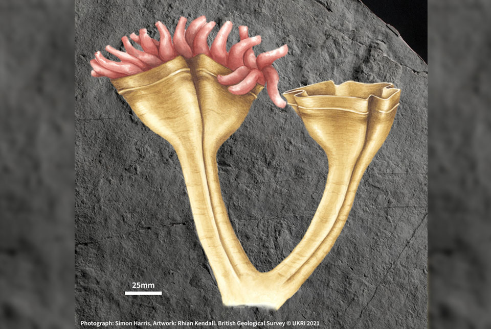 artist's impression of Auroralumina attenboroughii