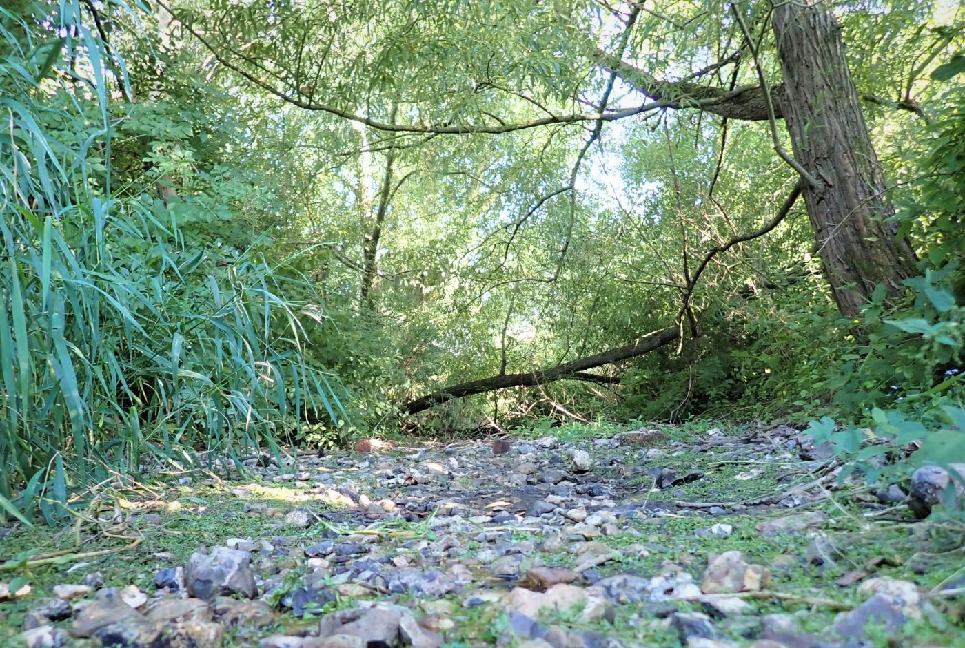 A dry riverbed made up of grey stones running through a wood