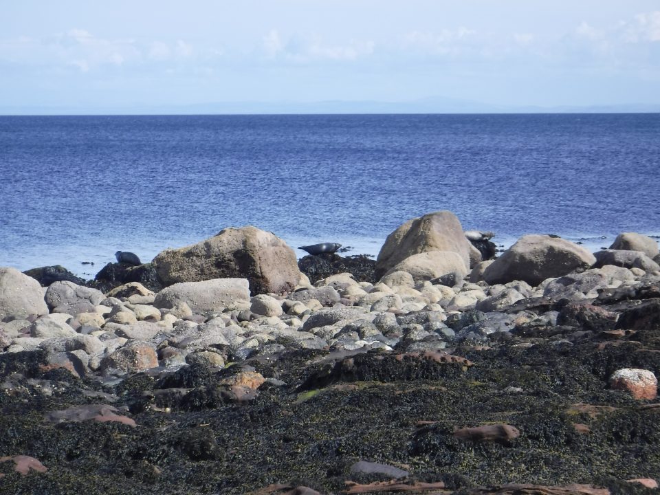 Boulders on a beach with seals perched on them