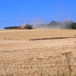 A combine harvester in a field og yellowed crops. A cloud of dust is rising behind the machinery.