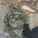 A circular formation within a bed of greyish rock