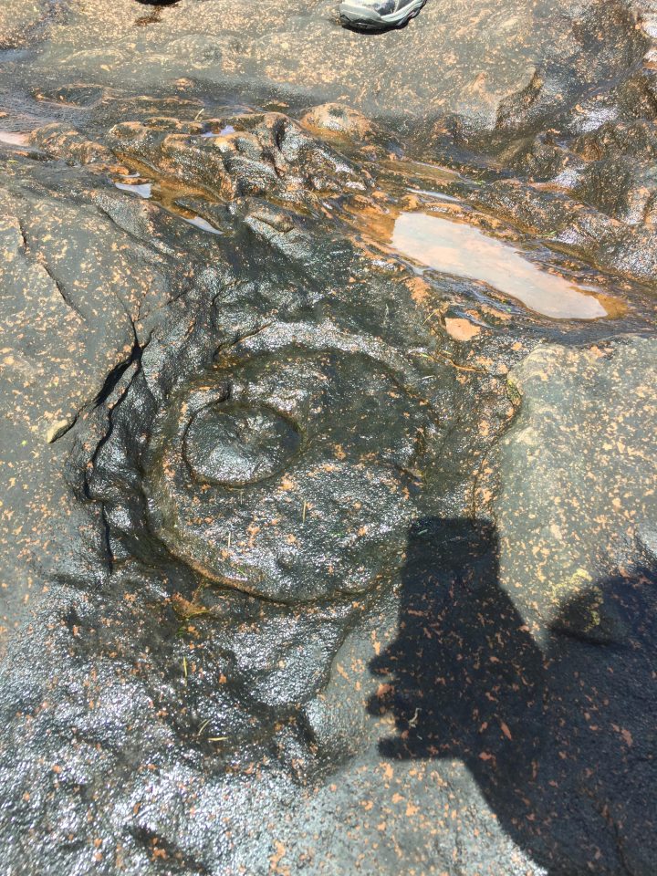 A circular formation within a bed of greyish rock