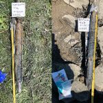 Examples of the sediment cores extracted from the saltmarshes, with the left showing surface sediments and extending down to 50 cm depth on the right. Upper is a core of Swanscombe Marsh, while lower is a core of Rainham Marsh. Both cores were taken from middle marsh vegetation zones. Photos by Chris Vane. BGS © UKRI.