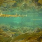 Kimmeridge Bay is shallow and sheltered, which makes it a great location for snorkelling. This image was taken by me using a waterproof camera and shows the extent of the shallow rocky reefs found there.