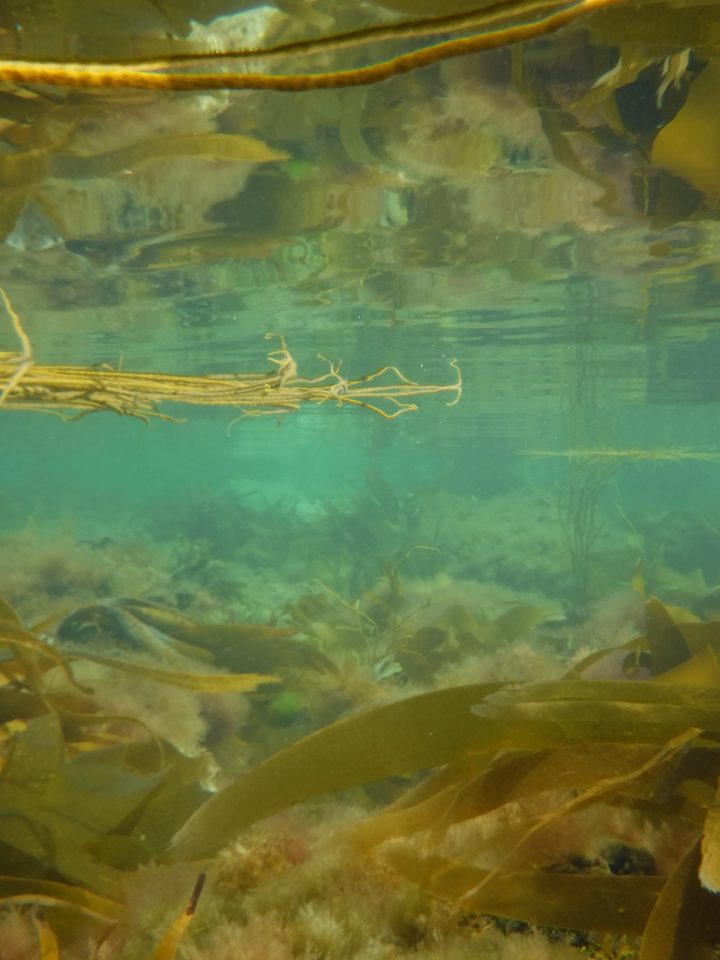 Kimmeridge Bay is shallow and sheltered, which makes it a great location for snorkelling. This image was taken by me using a waterproof camera and shows the extent of the shallow rocky reefs found there.
