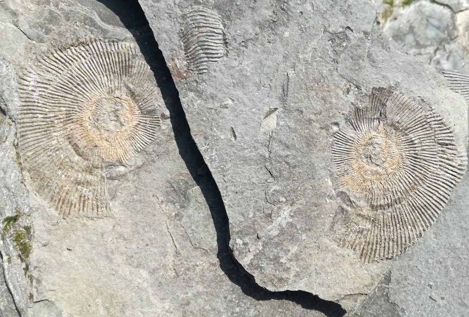 Kimmeridgian age ammonites preserved between laminations of Kimmeridge clay. Because ammonites were abundant in Jurassic seas and preserve easily due to their hard shell, they make excellent index fossils. An index fossil, in biostratigraphy, refers to a fossil which characterises a geological time period. Image by myself.