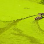 Ducks on water, photo credit: HeikeKampe from Getty Images Signature