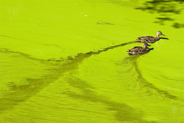 Ducks on water, photo credit: HeikeKampe from Getty Images Signature