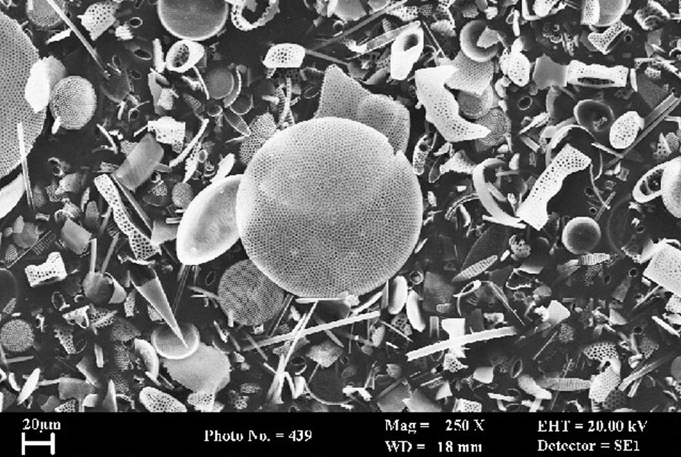 Diatom silica under Scanning Electron Microscopy for isotope analysis using MOBiS instrumentation BGS © NERC