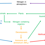 A diagram of the nitrogen cycle showing how it moves from the atmosphere to the soil and back again