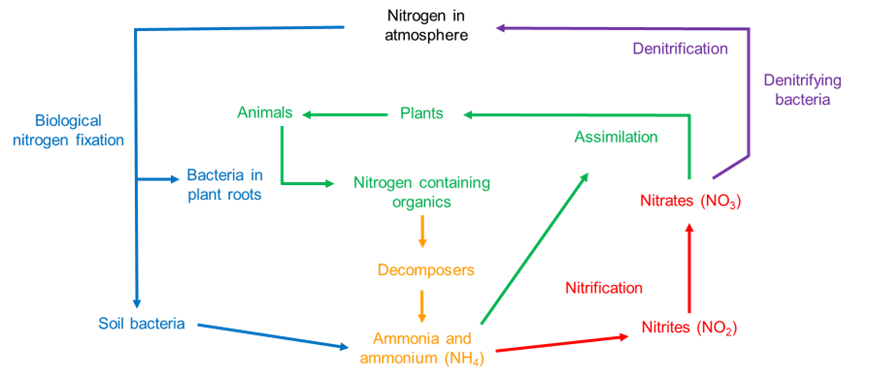 A diagram of the nitrogen cycle showing how it moves from the atmosphere to the soil and back again