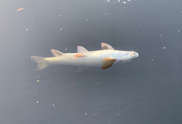 a dead fish floating belly up in a lake