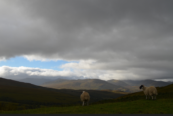 three sheep on a high hilltop, with dark clouds looming over them