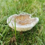 Alt text: a brownish beige field blewitt mushroom stands in grass. It is covered in a light dusting of frost. You can see its gills on the upturned cap.