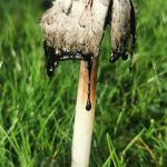 A white shaggy inkcap mushroom standing in grass. Its white cap is peeling and splitting and a black ink drips from the bottom of the cap. It has a long, thin white stalk.