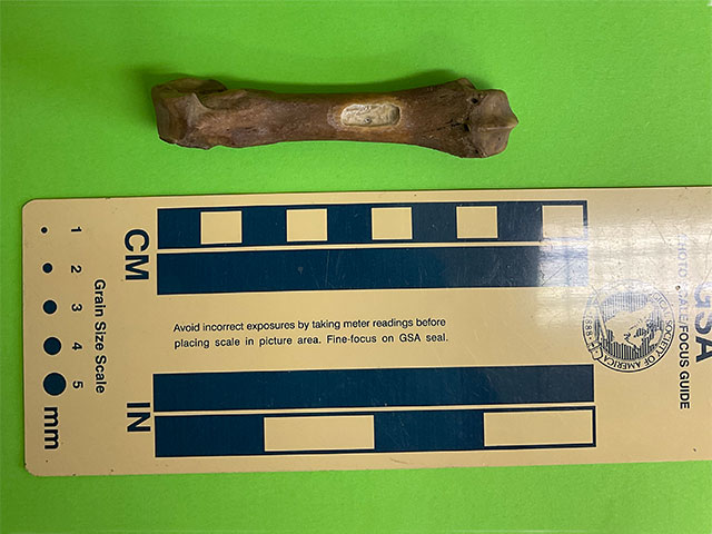 Four-hundred-year-old bear paw bone (metapodial) showing where it has been sampled for isotopes and ancient DNA analysis. BGS © UKRI.