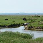 Cattle grazing in green grass with a saltwater creek running between the animals.