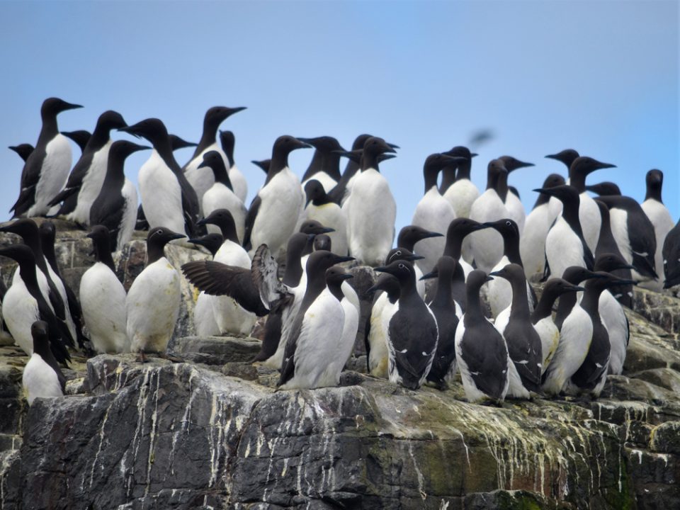 A crown of black and white seabirds (guillemots) clustered together on a rock