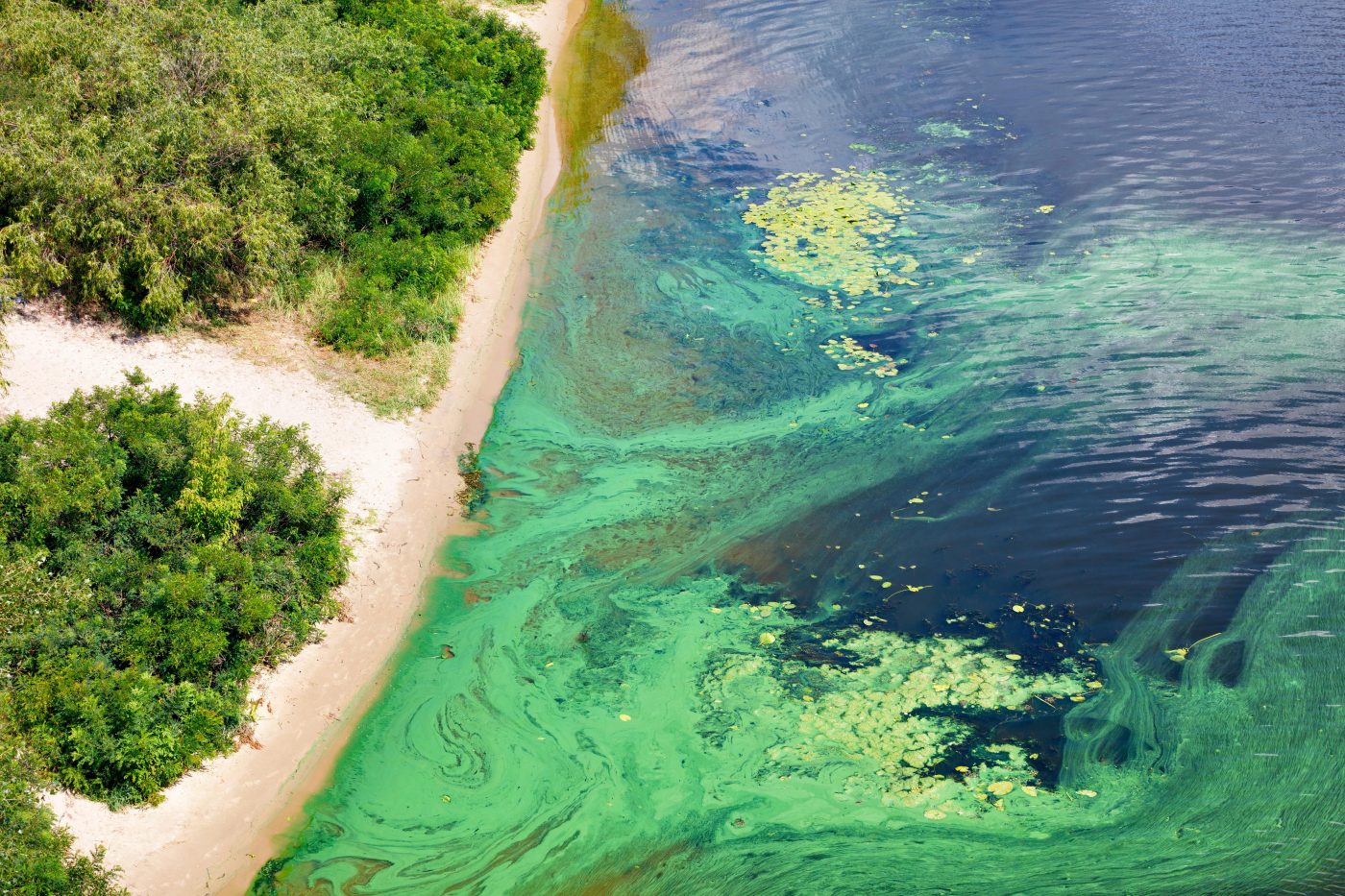 The coast on the surface of the river is covered with a pellicle of blue-green algae