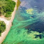 The coast on the surface of the river is covered with a pellicle of blue-green algae